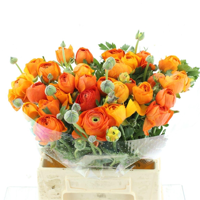 <h4>Ran Su Sr Mandarino Extra</h4>