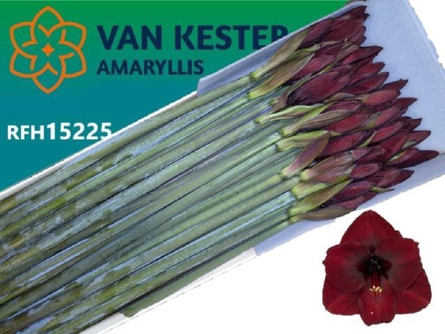 <h4>HIPP GA NIGHT FEVER</h4>