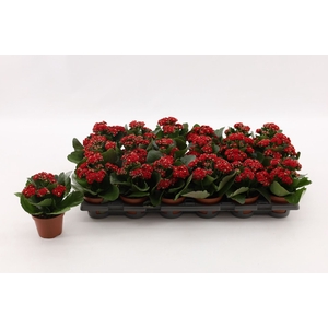 Kalanchoe Calandiva Rubio