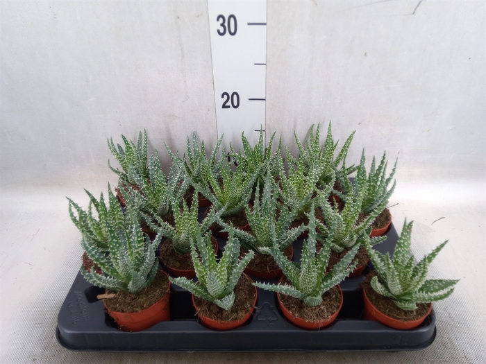 <h4>Aloe humilis</h4>