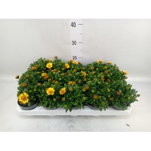 Osteospermum  '3D Deep Sun'