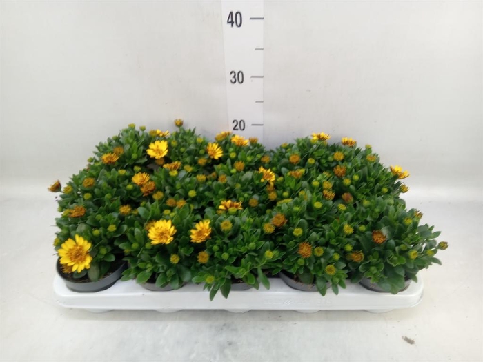 <h4>Osteospermum '3D Deep Sun'</h4>