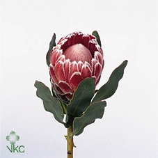 Protea Lady Di