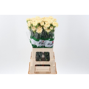 Di St Beverly Hills 60 cm