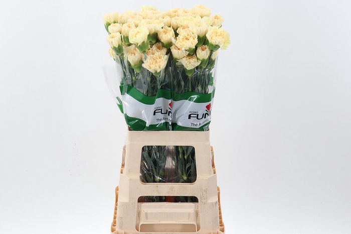 <h4>Di St Beverly Hills 60 cm</h4>