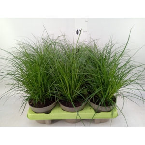 Carex brunnea