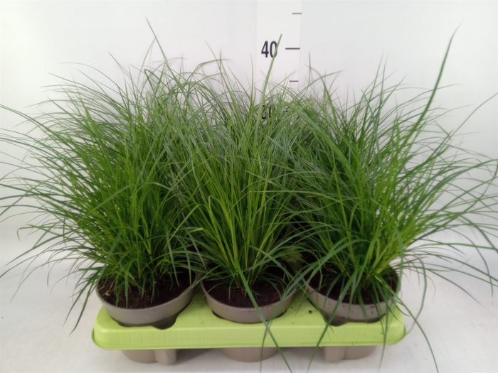<h4>Carex brunnea</h4>