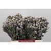 Kaaps Groen Silver Brunia