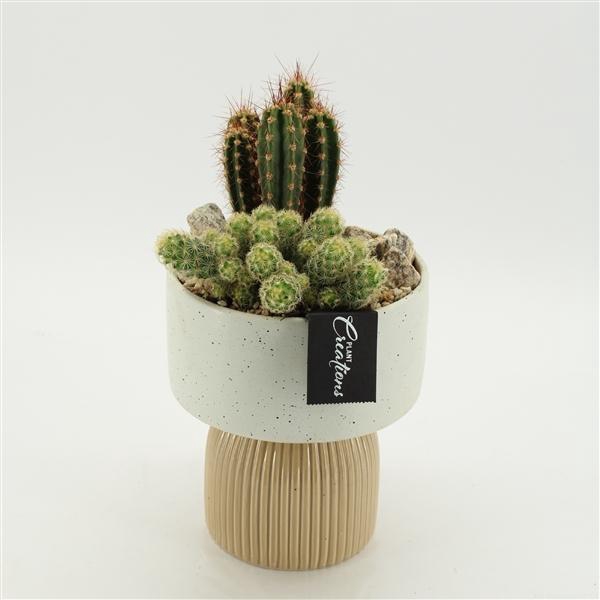 Arrangementen Cactus H%