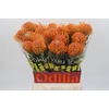 Nutans Ayoba Peach