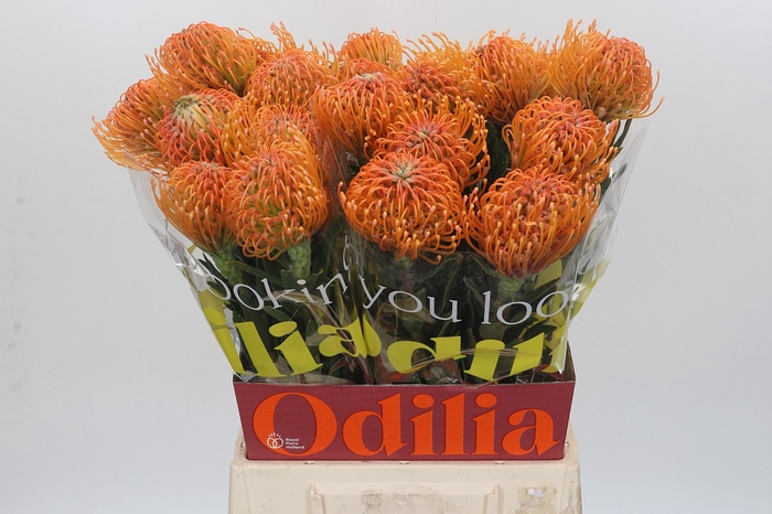 Nutans Ayoba Peach