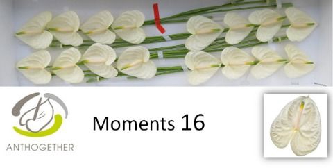 <h4>Anth A Moments 11 cm X16 Oosterzon</h4>