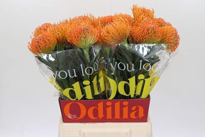 <h4>LEUCO AYOBA PEACH</h4>