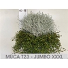 Leucoph Brownii + Muehlenbeckia