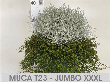Leucoph Brownii + Muehlenbeckia