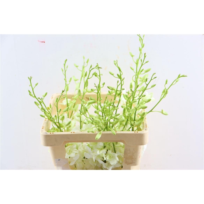 <h4>Dendro Jumbo White</h4>