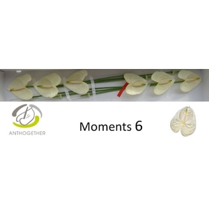 Anthurium Moments