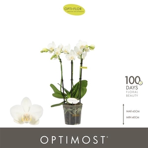 Phalaenopsis Multifloratypes overig wit