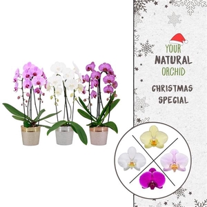 Christmas | 2 spike Cascade mix | Isabel keramiek