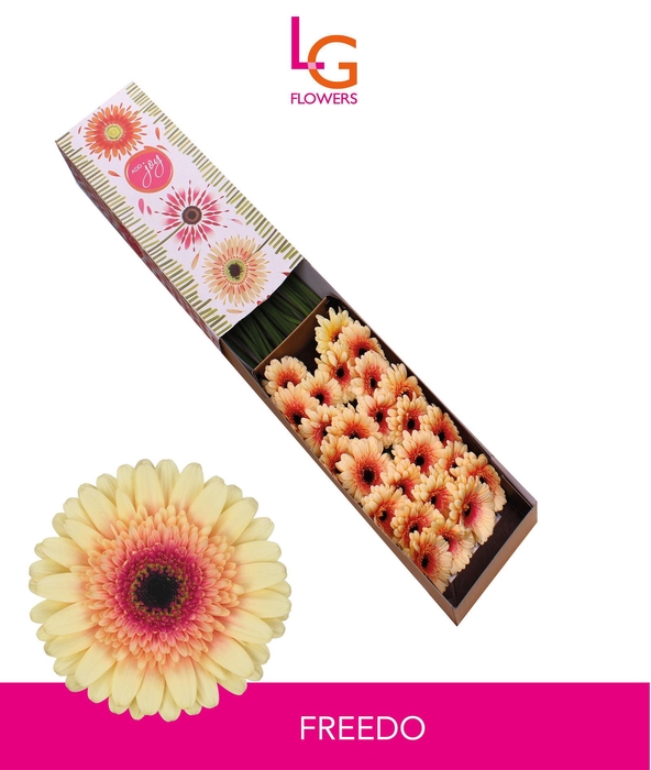 <h4>Germini Freedo Doos</h4>