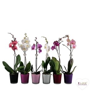Phalaenopsis mix - 1 tak 70cm in Jackson mix