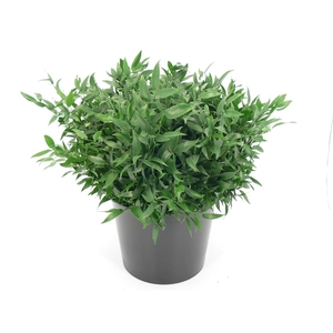 RUSCUS KORT