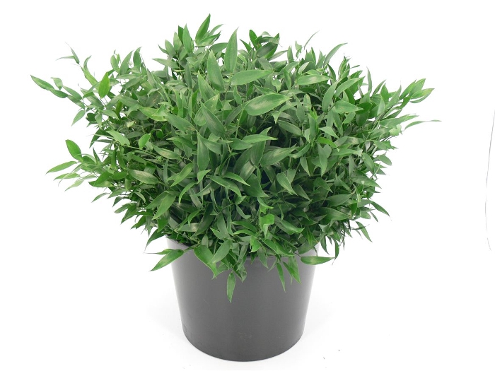 RUSCUS KORT