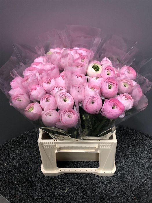 <h4>Ran Suc 1st Nuance</h4>