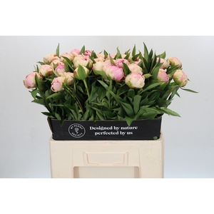 Paeonia Pink Giant