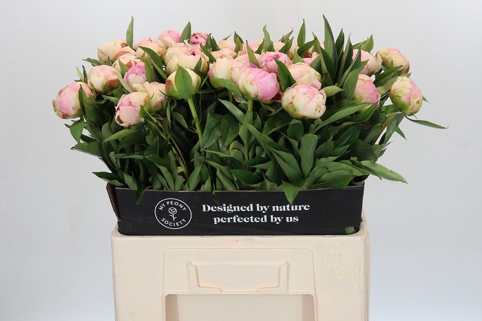 <h4>Paeonia Pink Giant</h4>