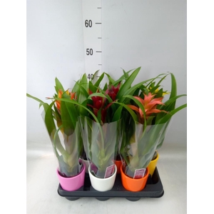 Guzmania   ...mix