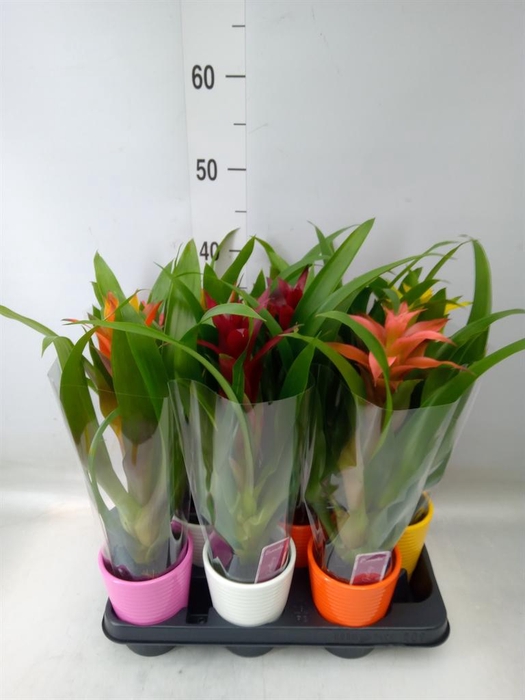 <h4>Guzmania   ...mix</h4>