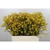 Anigozanthos Bush Down