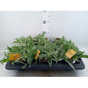 Murdannia loriformis 'Bright Star'