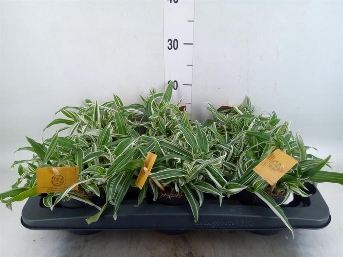 <h4>Murdannia loriformis 'Bright Star'</h4>