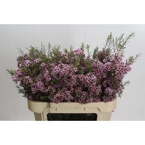 Chamelaucium Early Nir