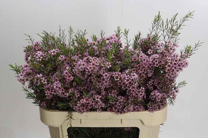 <h4>Chamelaucium Early Nir</h4>