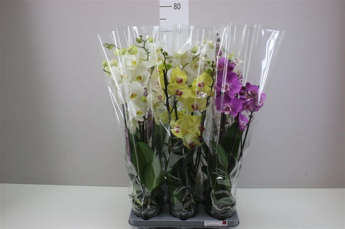 <h4>Phal Gemengd 4 Tak</h4>