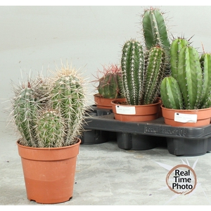 CACTUS OV