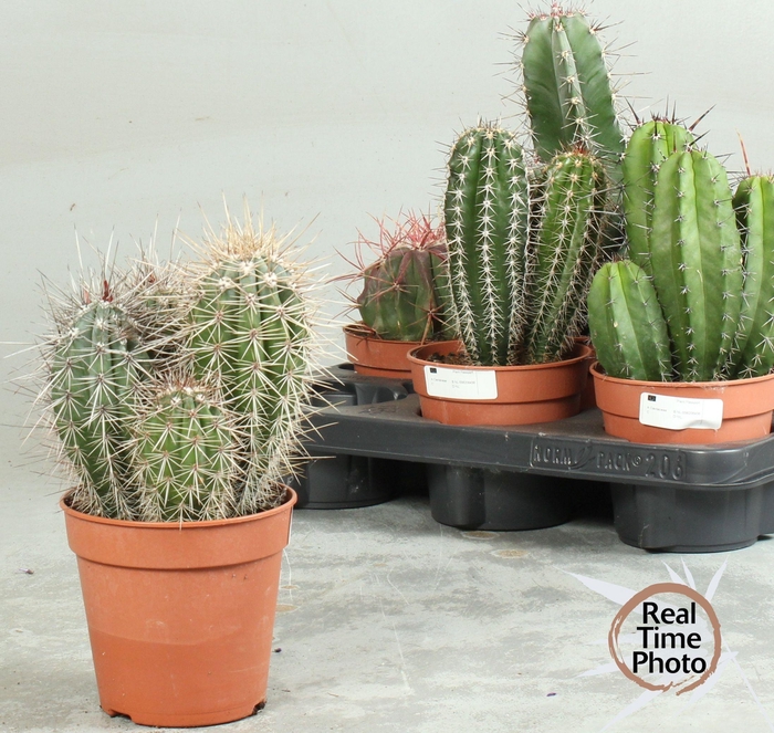 <h4>CACTUS OV</h4>