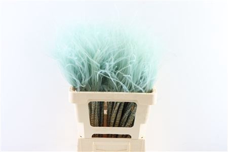 <h4>Dried Stypha Penata Pastel L. Blue</h4>