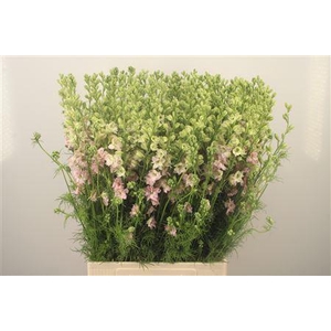 Delph Rids Light Pink