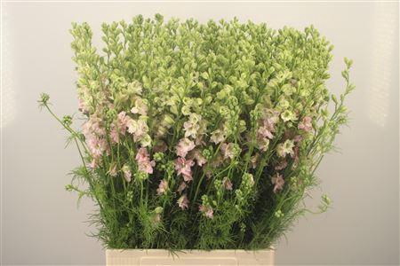 <h4>Delph Rids Light Pink</h4>