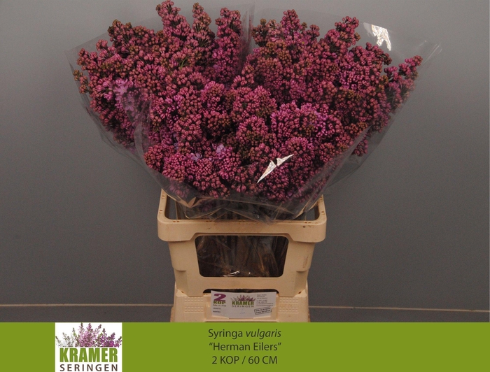 <h4>SYR V HERMAN EILERS</h4>