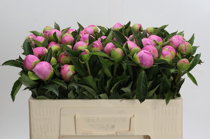<h4>Paeonia Monsieur Jules Elie</h4>