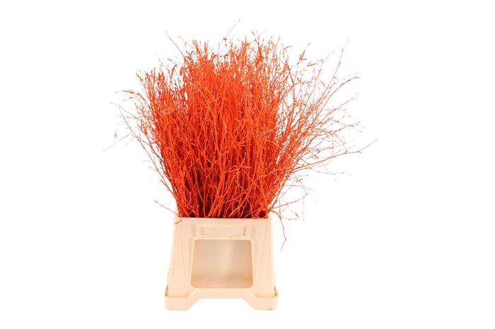 <h4>Berk ( Birch ) Orange</h4>