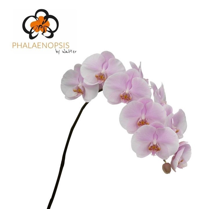 <h4>Phalaenopsis Tikal</h4>