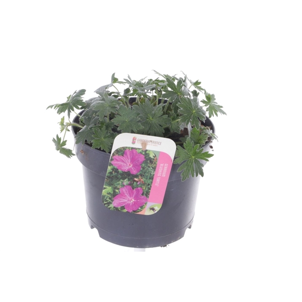 <h4>Geranium Blushing Turtle</h4>