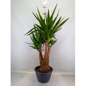 Yucca elephantipes   ...