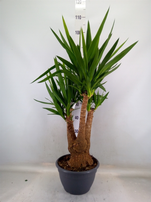 <h4>Yucca elephantipes   ...</h4>